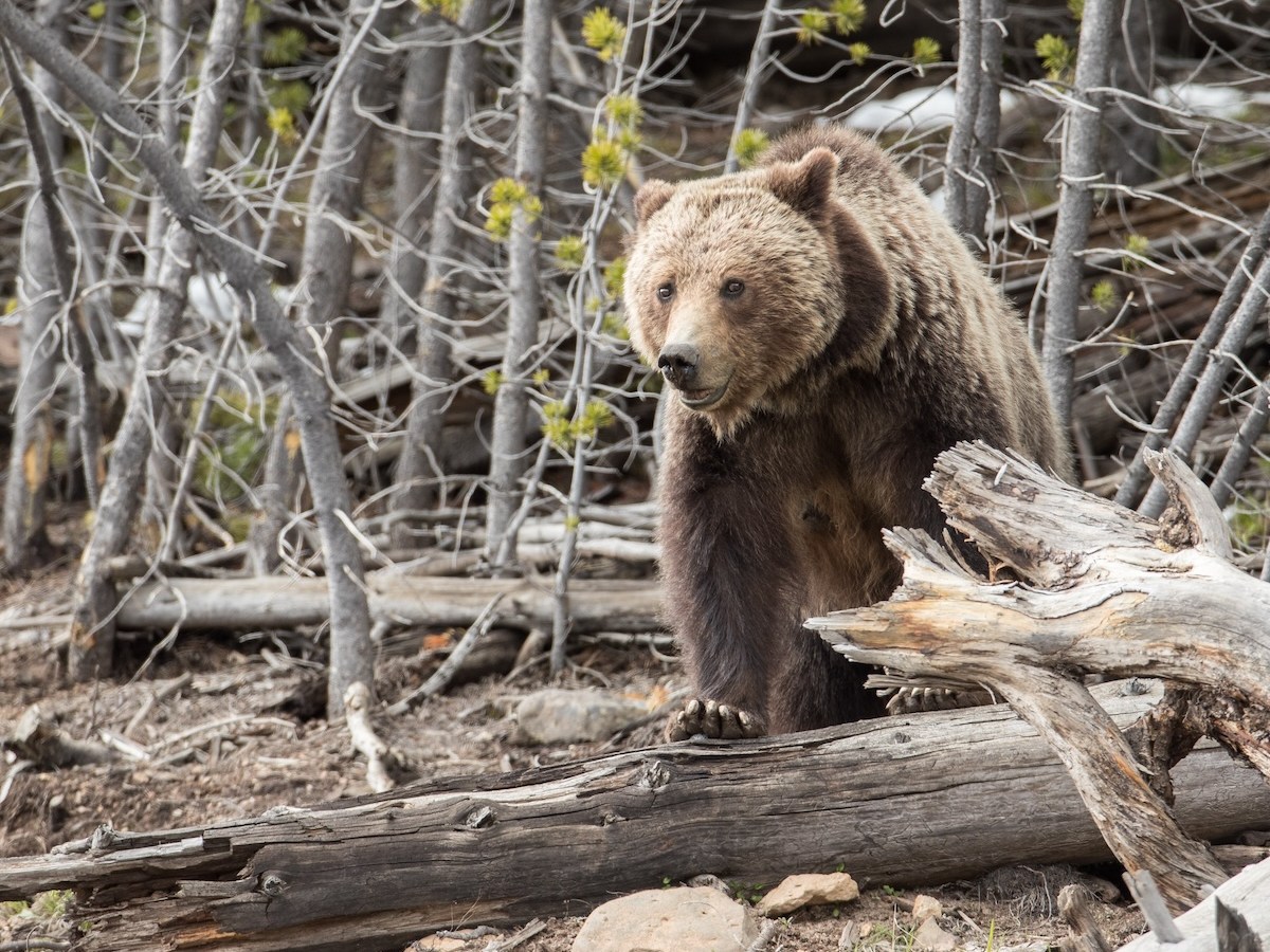 Wyoming-sanctioned grizzly hunting bill fails to overcome concerns about Endangered Species Act violations