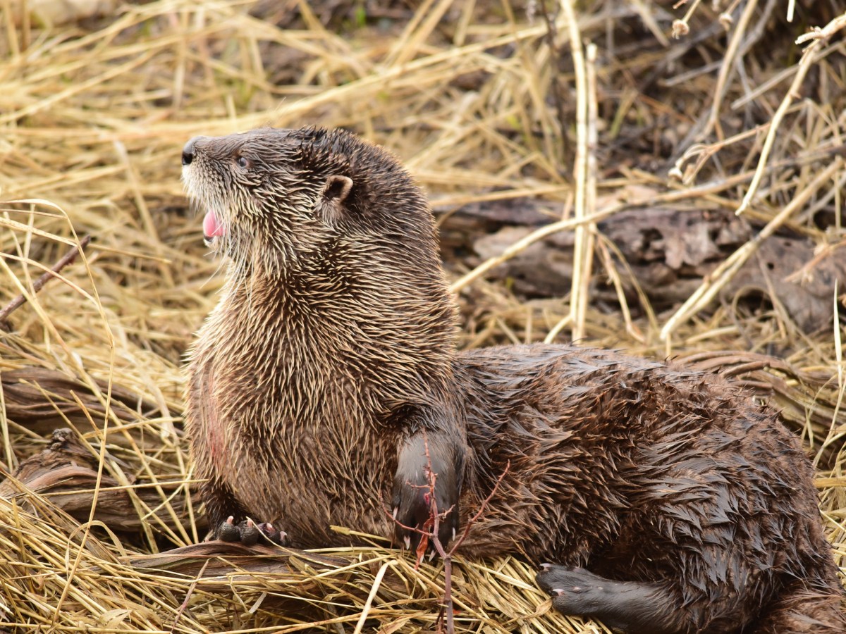 Constitutional issue impedes elimination of Wyoming’s protected wildlife list