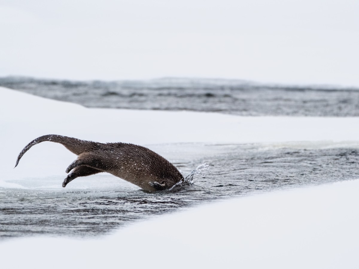Wyoming otters set to lose protected status after reclassification passes final vote