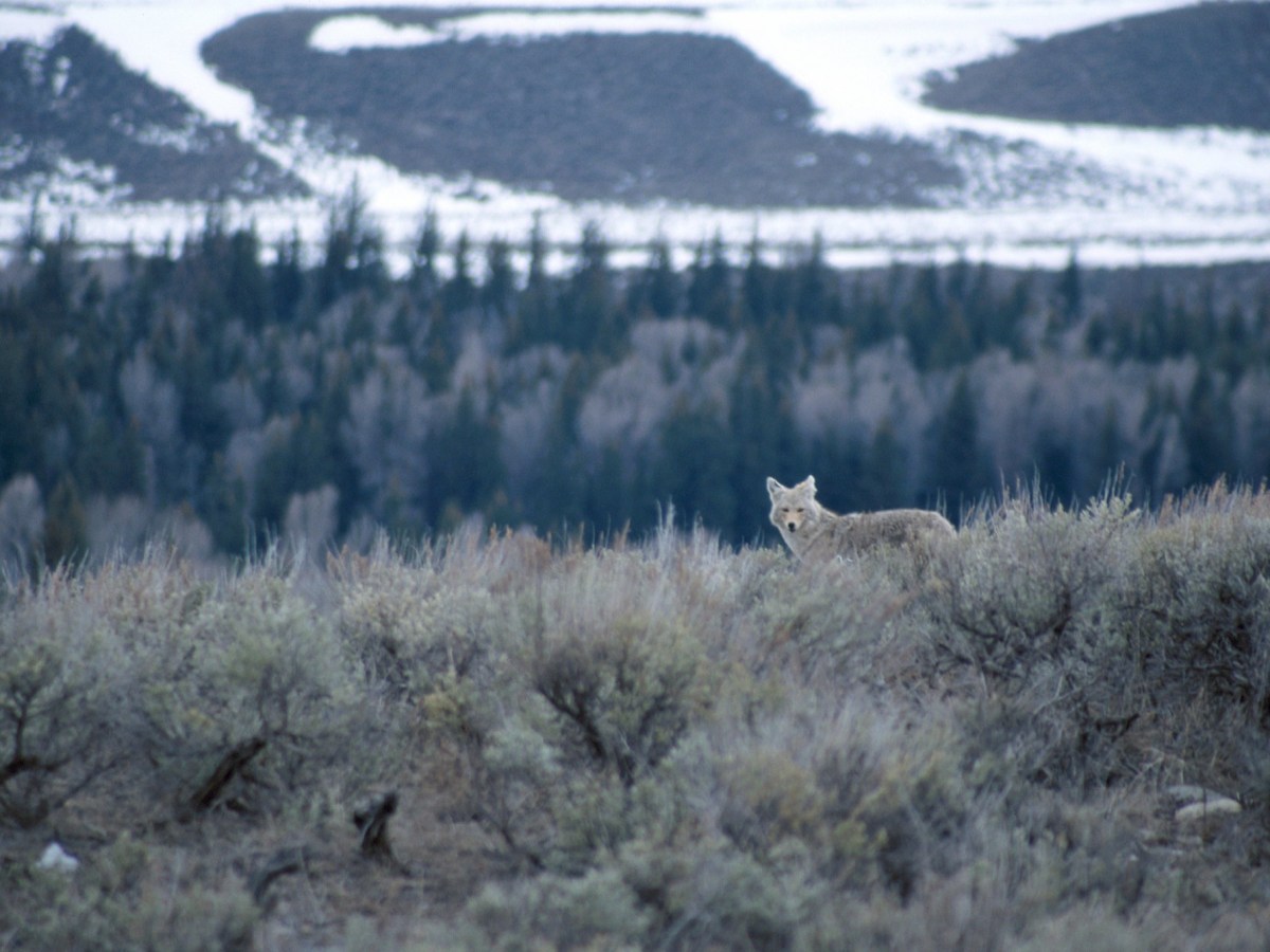 Struck down, again: Lawmakers reject ban on Wyoming’s tradition of killing wildlife with snowmobiles