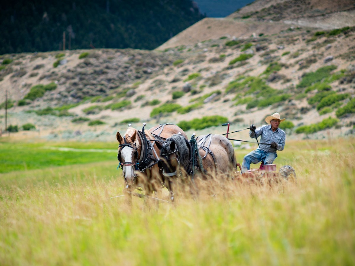 At 84, Lander horseman still makes hay the old-fashioned way
