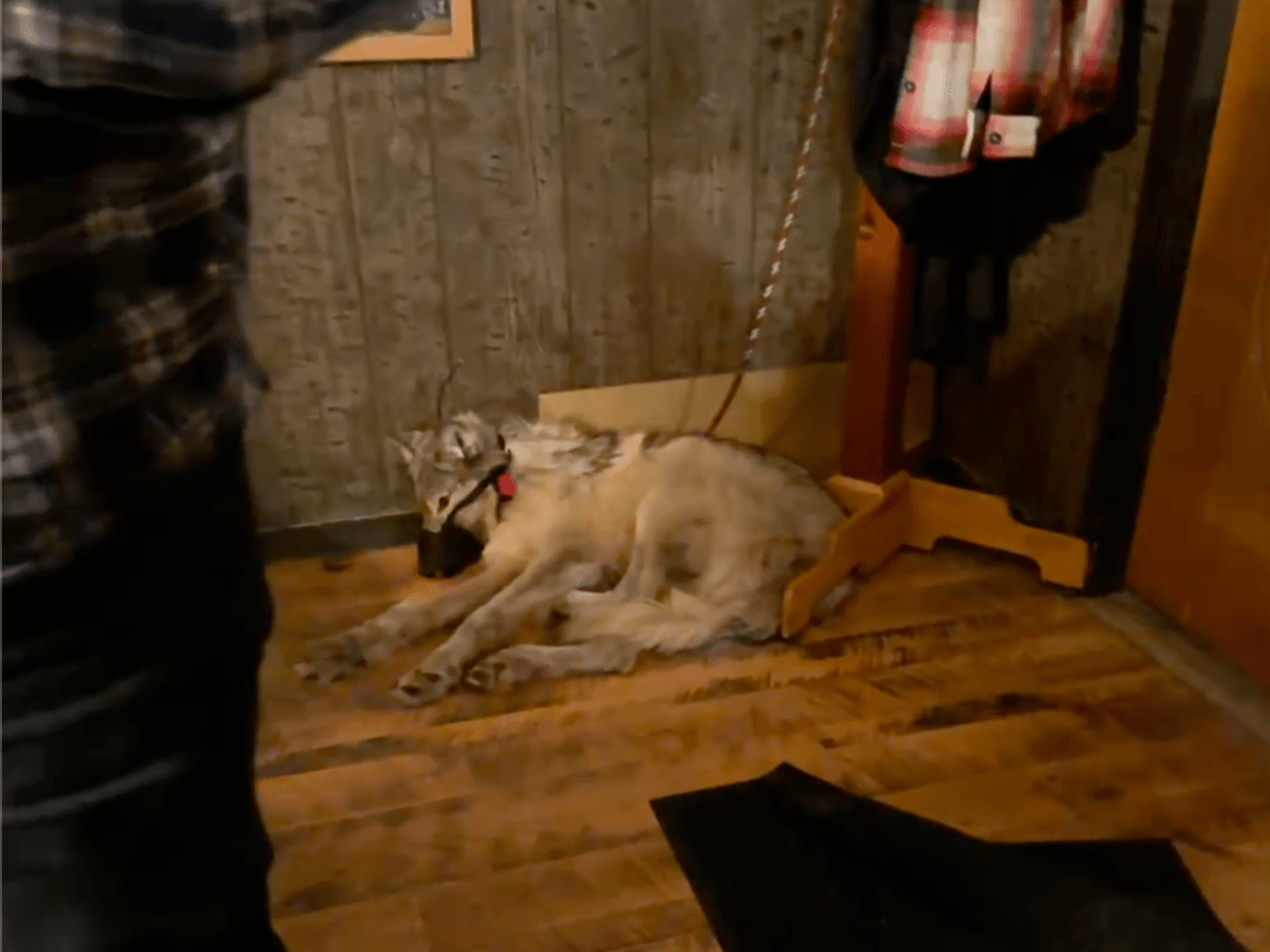 Felony animal cruelty probe still ‘active’ one year after Wyoming wolf’s torture, prosecutor says